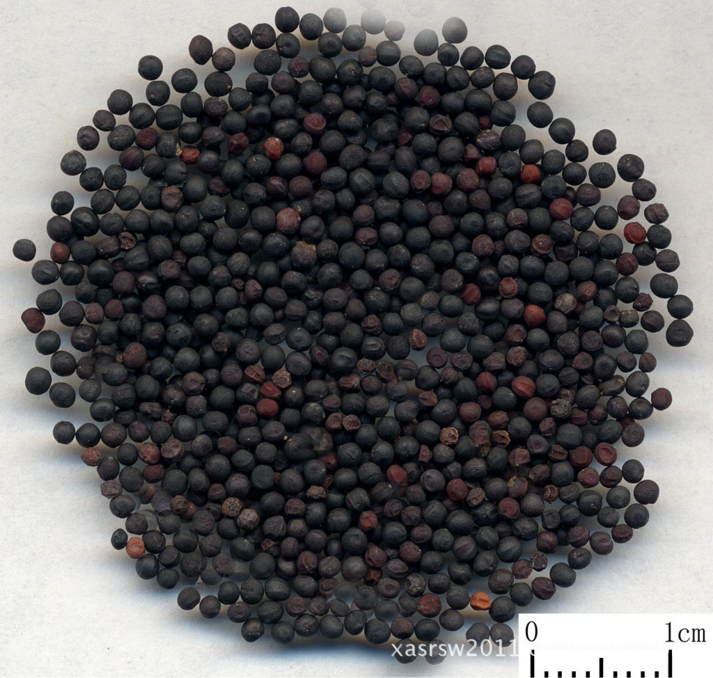 王不留行粉奶米纯粉王不留行浓缩粉