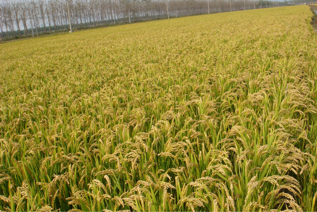 供应农作物种子镇稻99(9424)水稻种子