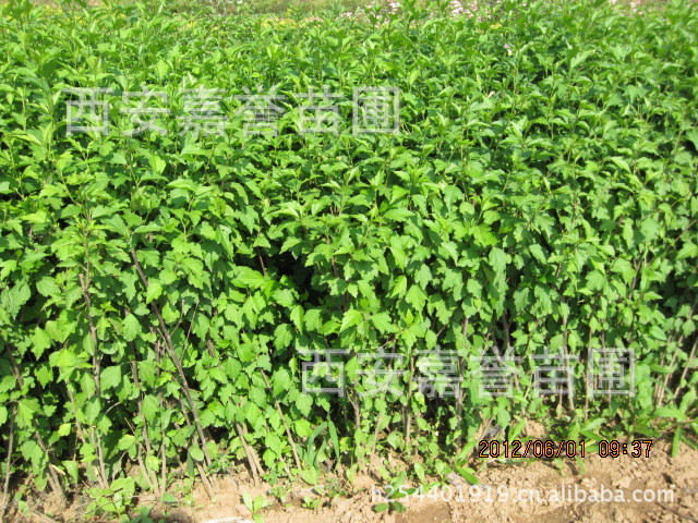 木槿生活官网_木槿生活官网供应商_木槿生活