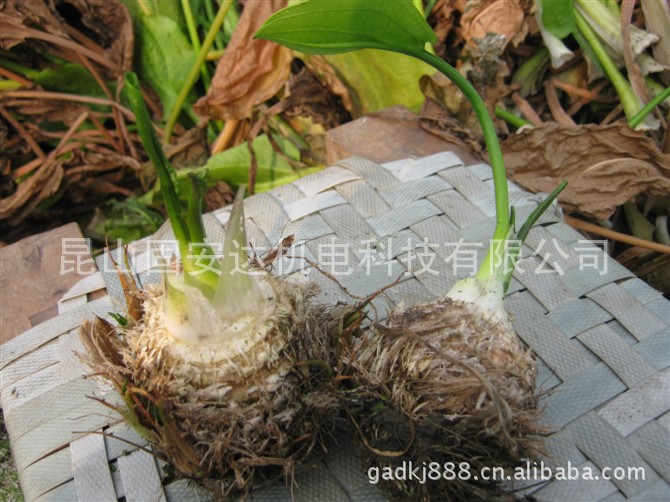 供应新鲜泽泻 鲜泽泻 药材泽泻 新鲜泽泻预定中