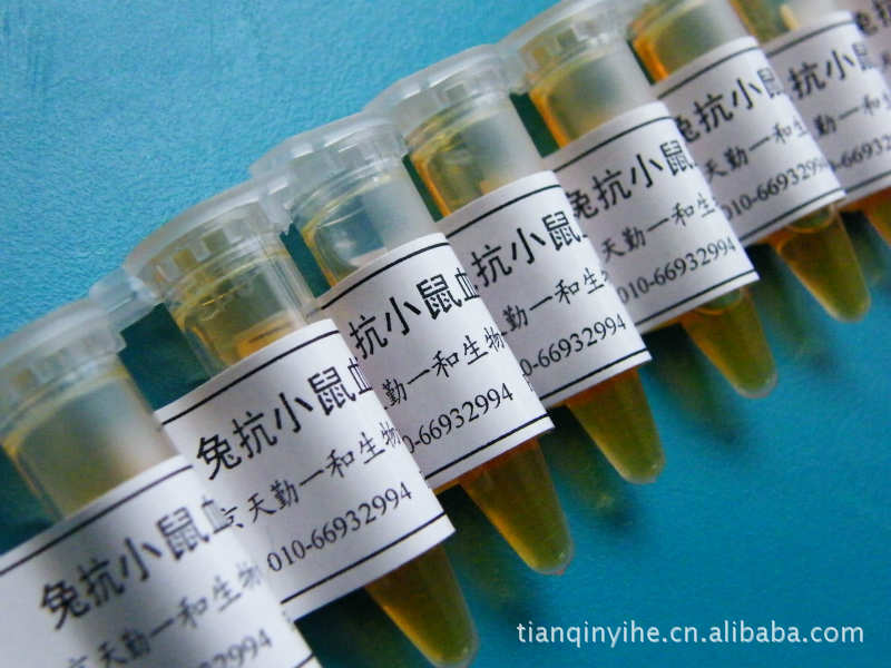 供应兔抗小鼠血清