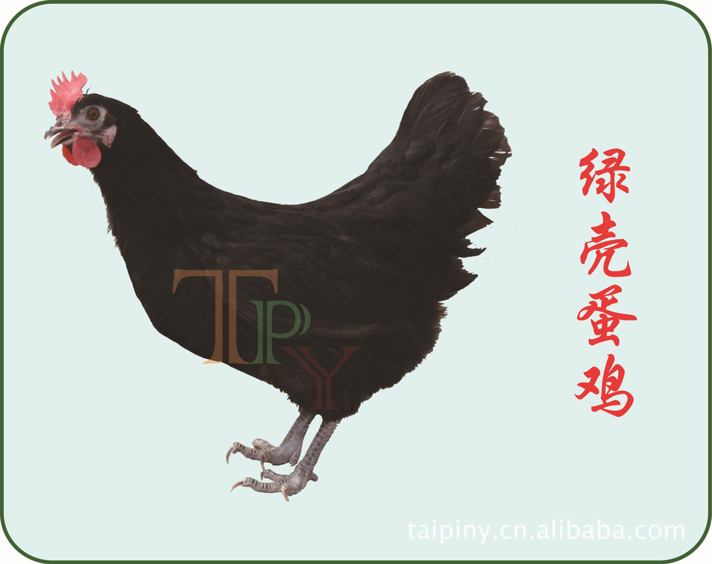 绿壳蛋鸡