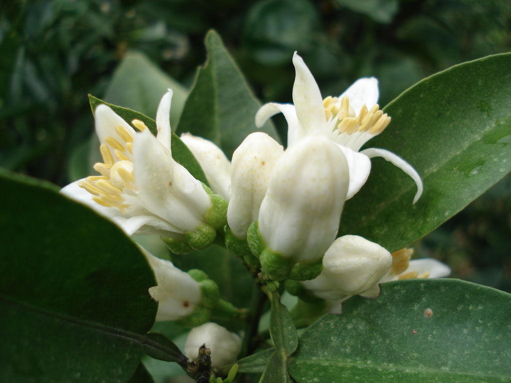 福建南平市建阳区玳玳花天然香料有限公司 苦橙花 dsc04597
