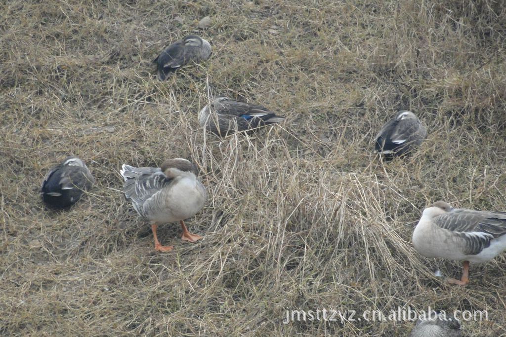 正在休息中的野鸭和大雁南陵金马生态特种养殖有限公司;野生珍禽驯养