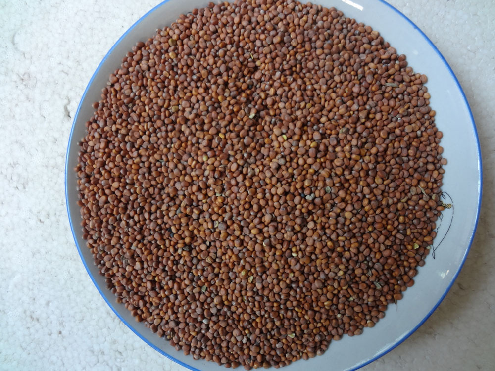 供应长期批发供应苗芽菜种子萝卜种子芽苗菜种子白萝卜