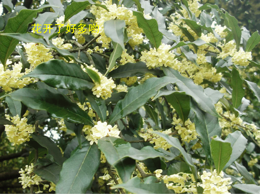 八月桂八方来财 四季桂四季平安 金桂 金玉满堂 丹桂 红红火火 文章