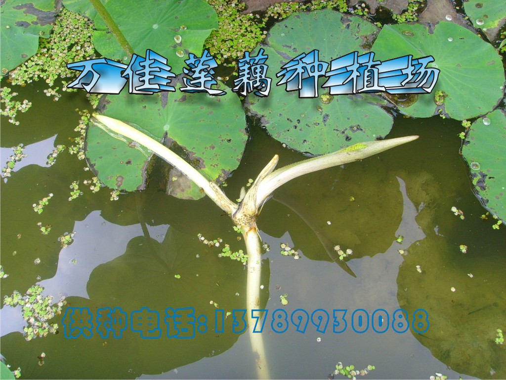 供应藕带—藕苫—藕鞭—藕簪—藕尖【种苗】