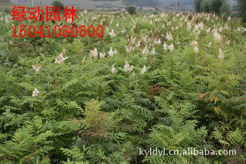 供应珍珠梅 珍珠梅小苗 丛生珍珠梅 珍珠梅报价 珍珠梅价格