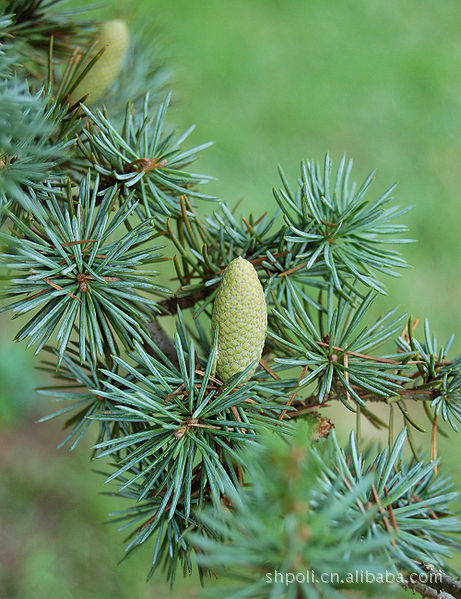 【样品】大西洋雪松精油-进口-(3ml