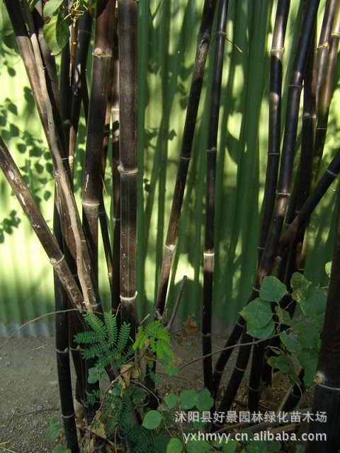 批发紫竹 紫竹苗 紫竹基地 紫竹产地 竹子基地