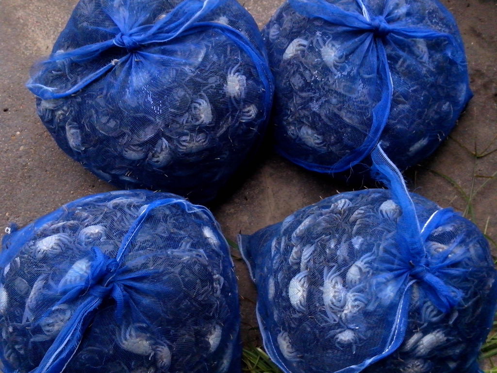 蟹苗批发出售 量大优惠优质河蟹苗 大闸蟹蟹苗 螃蟹种苗