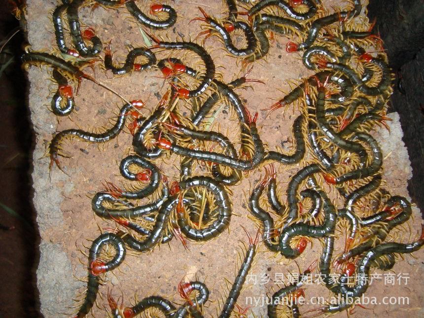 蜈蚣养殖是骗局吗