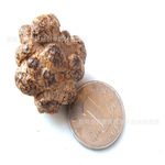 直销批发文山三七/田七 足40头 不超42个 足干货 加工加蜡打磨