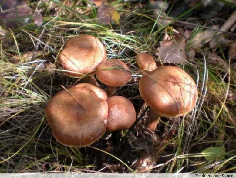 野生榛蘑 500克/袋 黑龙江省大兴安岭