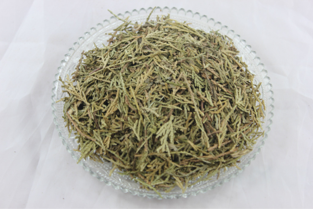 中药材侧柏叶 柏树叶