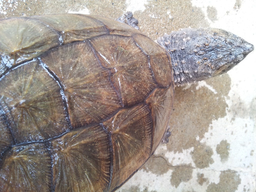 新品供应优质佛鄂种龟