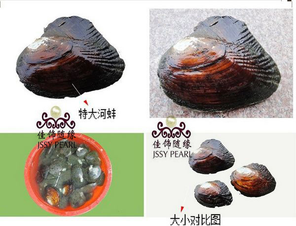 hb002供应河蚌小额批发河蚌特大珍珠河蚌现场加工活河蚌