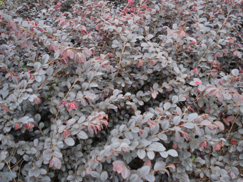 迎春 土球好 冠幅好 花灌木 地被 球类 色块类 草花类 乔木 绿化