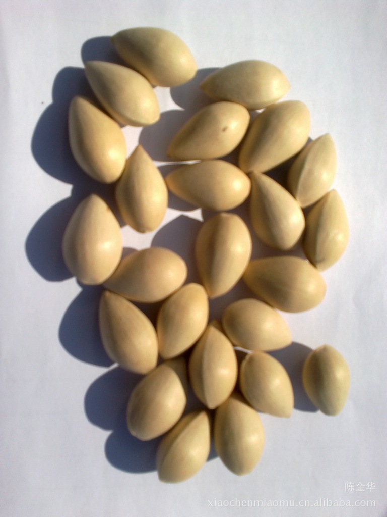 新采银杏种子 白果种 实生银杏种 育苗专用 银杏果 出芽率95