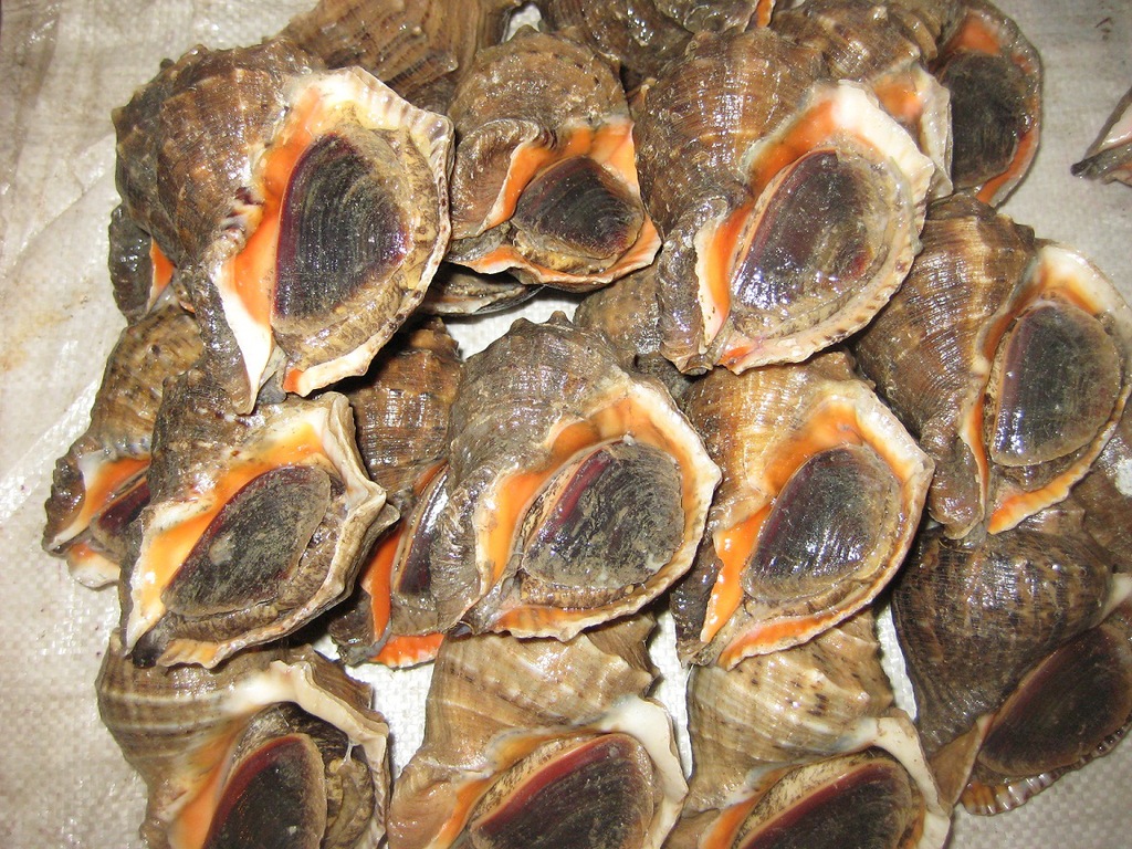 批发供应鲜活海螺红里螺海鲜贝类食用海螺微商一件代发