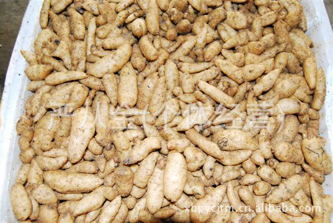 【产地直销】宜昌乌红杂交天麻种子 乌天麻0代种子