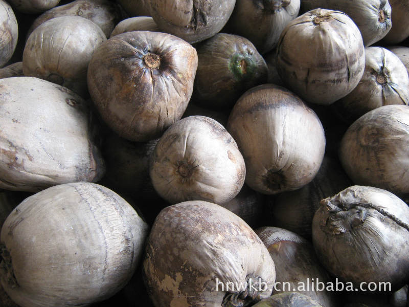 供应海南产水果老椰子拨皮老椰子抛光椰子