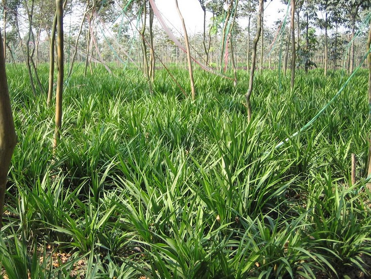 吉祥草(吉祥草)