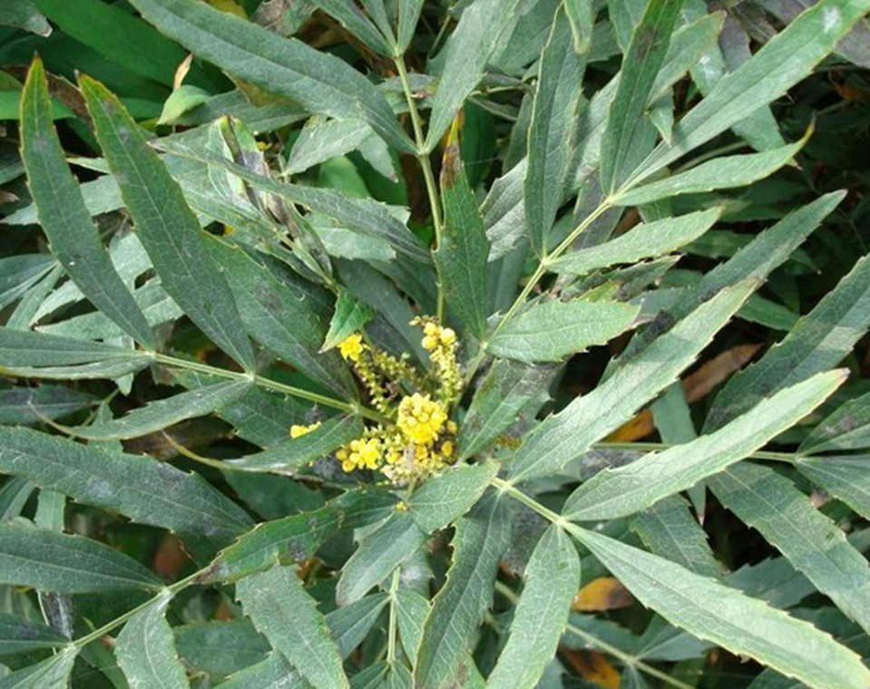 进货单买家服务支付方式支付宝网上银行大额支付品种狭叶十大功劳货