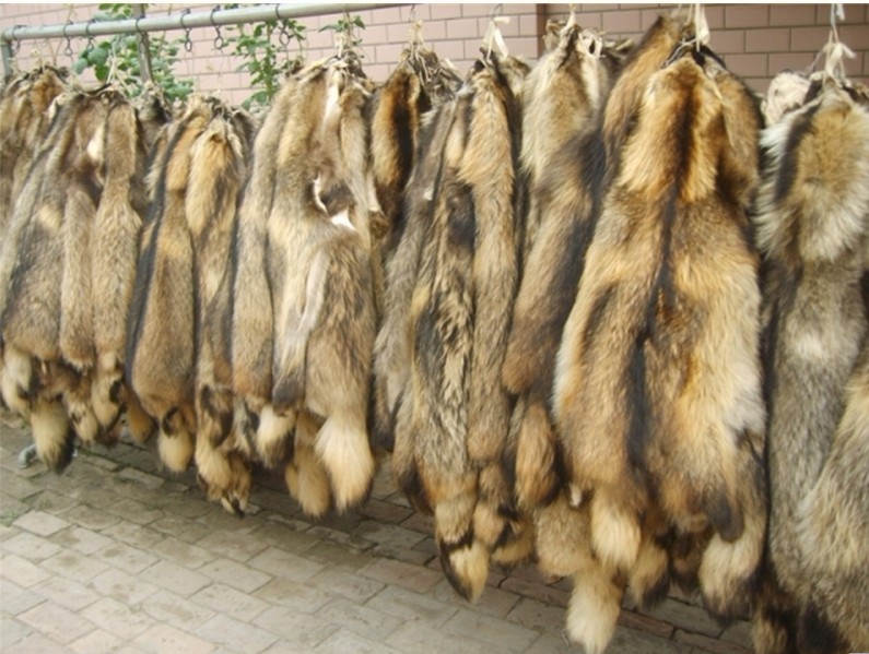 【厂家直供】貉子皮 染色貉子毛 本色貉子皮 白貉子皮