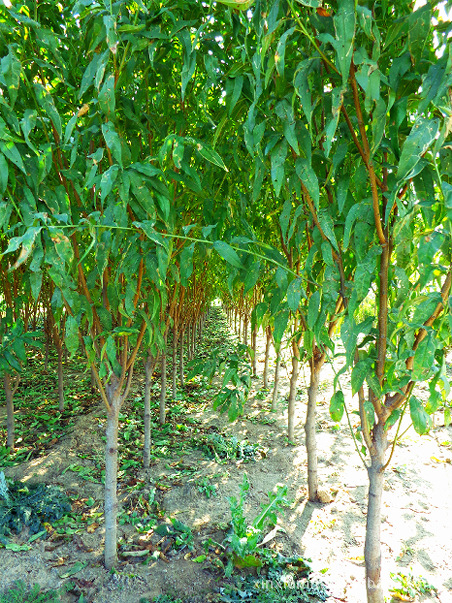 供应碧桃,优质碧桃树苗 龙柱碧桃苗 龙柱碧桃小苗 3-8cm龙柱碧桃