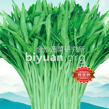 蔬菜种苗_蔬菜新品种可食用番薯叶种苗