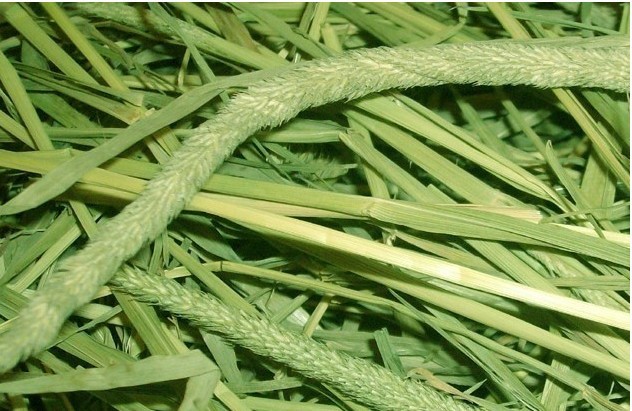 提摩西草兔粮兔草 牧草成兔粮食提草 宠物食品兔饲料250g