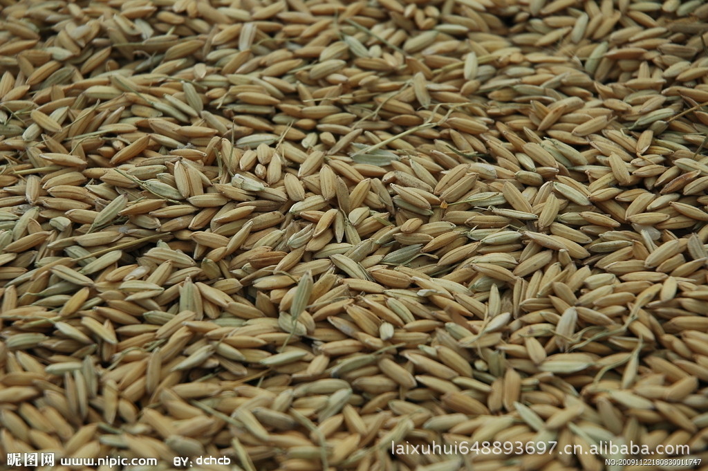 糯谷糯米谷香糯谷爆米花糯谷