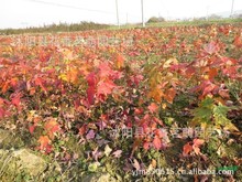 供应籽播 红枫小苗 各种红枫小苗 成活率高 生长快 基地直销