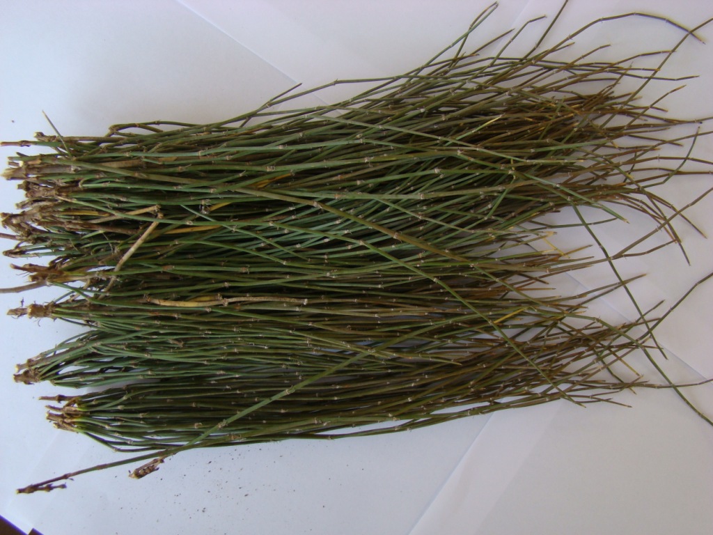 供应本公司麻黄种子草 量大价优 13904776865咨询联系客服