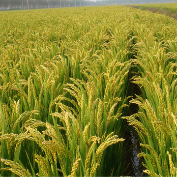 供应农作物种子镇稻99(9424)水稻种子