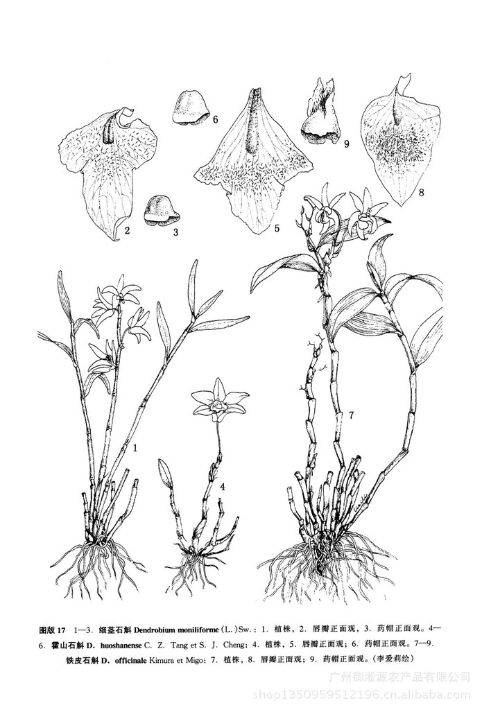 铁皮石斛的形态特征