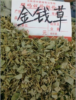 广东金钱草