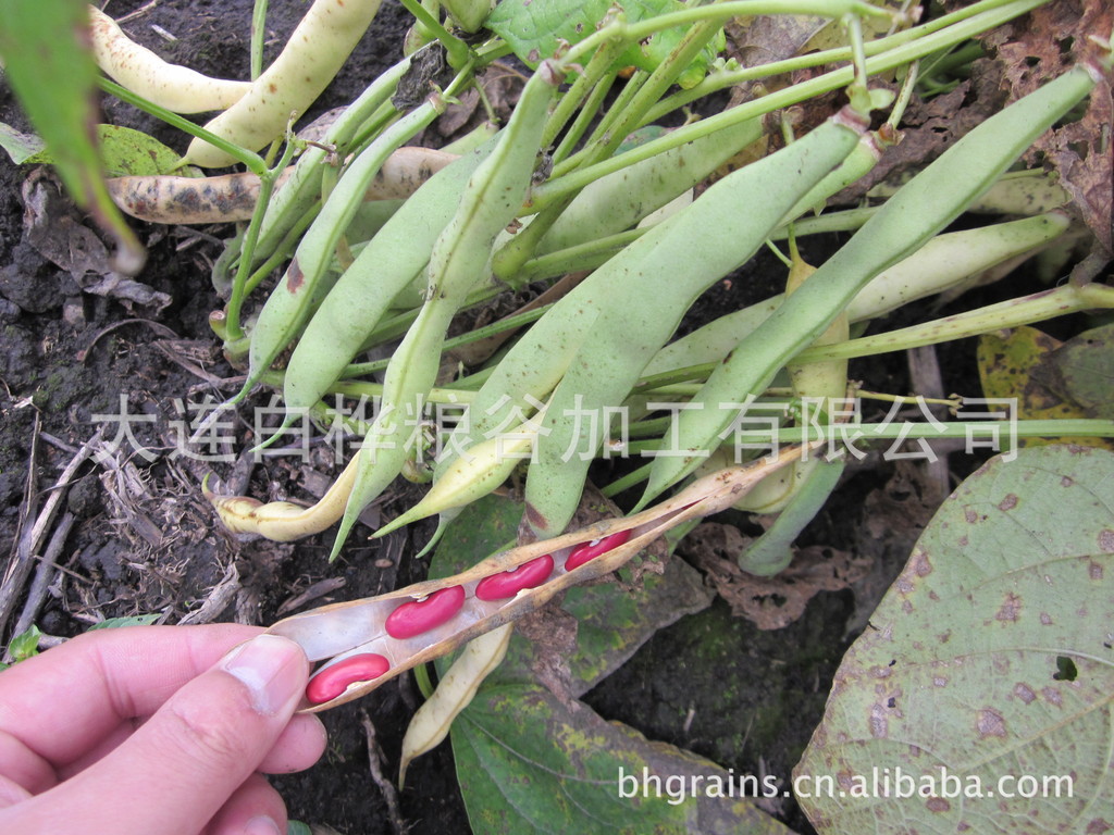 白桦粮谷销售红芸豆红豆山西优质英国红芸豆精品五谷杂粮批发