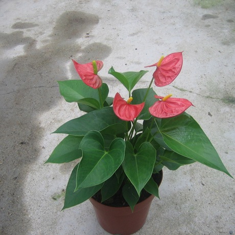 《业内推荐》优惠花卉盆栽批发 高档室内观赏绿植物红掌骄阳