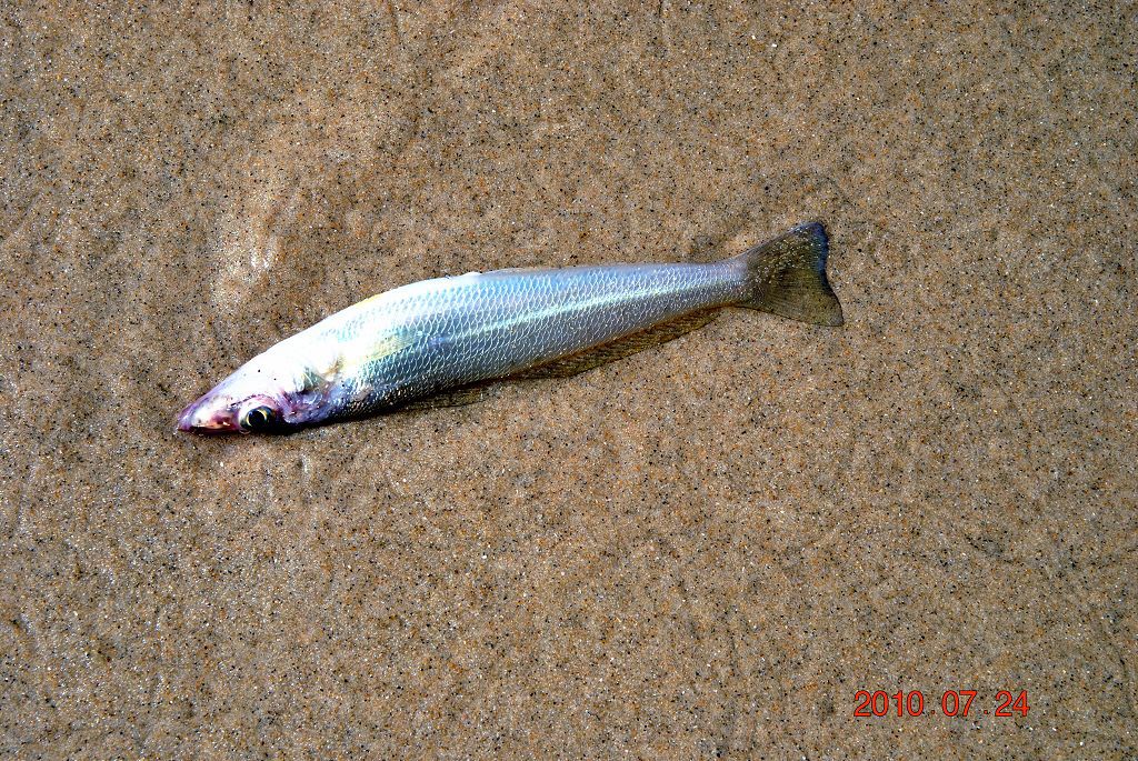 【沙滩上小鱼随手拍】  被海水冲到沙滩上了