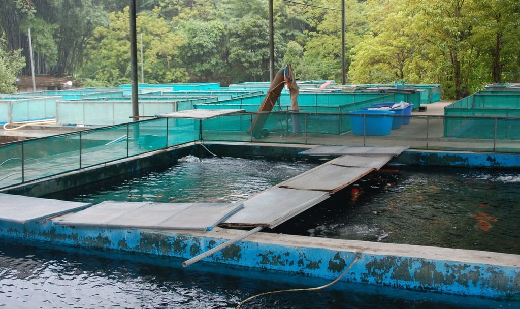 观赏金鱼-金鱼观赏鱼-喜明金鱼养殖场提供各类金鱼和金鱼养殖技术