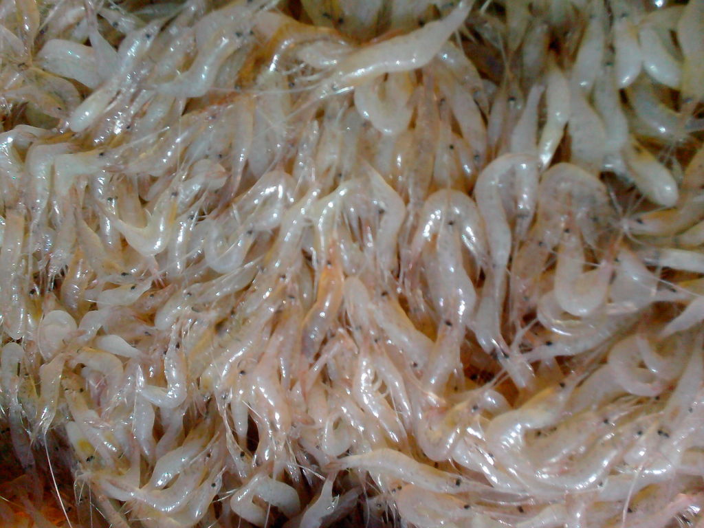 长期批发长江淡水白米虾 宜昌三峡绿色生态产品0-中国虾产业网