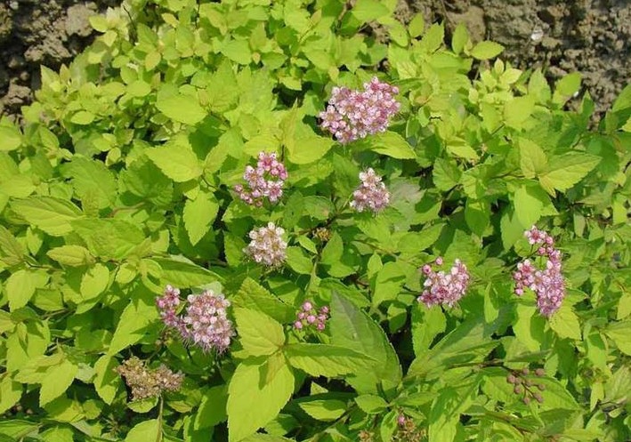 紫鹃球 品种规格 齐全 萧山 园林 绿化 工程 别墅 用苗 量多直销