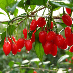 藤本植物可以挂红果的枸杞苗 营养价值颇高 枸杞树苗枸杞苗 果树