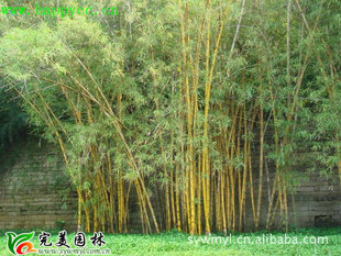 绿化黄金竹图片_绿化黄金竹图片大全 - 阿里巴巴海量
