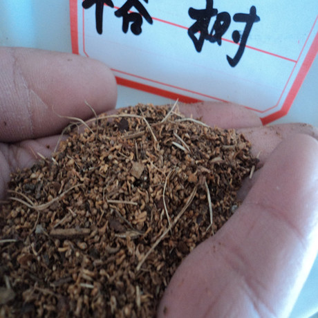 大量供应优质榕树种子 榕树种子价格 榕树种子种植技术 当年新种