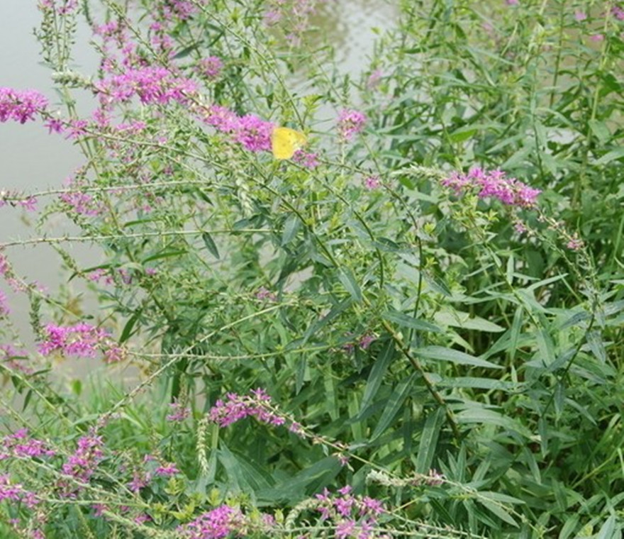 千屈菜 土球好 冠幅好 花灌木 地被 球类 色块类 草花类 乔木园林