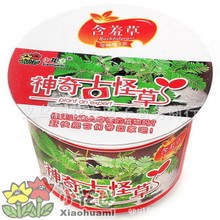 清坪世界 植物 DIY植物 微型花卉 创意礼品 神奇古怪草 含羞草