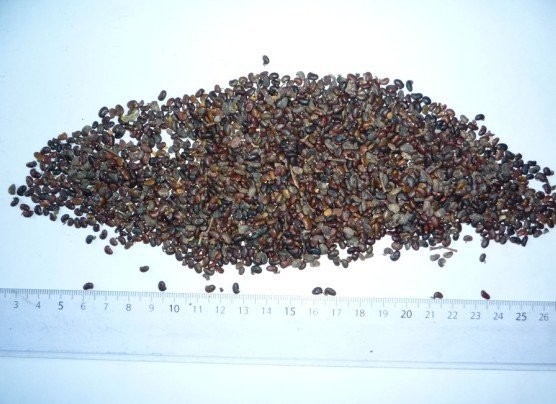 萝卜硫素标准品 萝卜硫素95% 西兰花种子提取物 sulforaphane